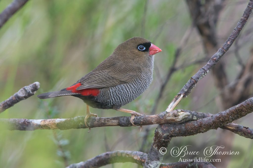Beautiful Firetail Finch