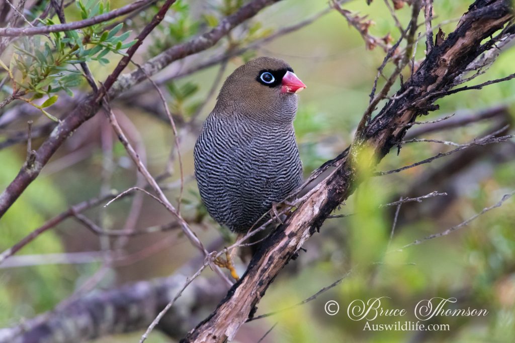 Beautiful Firetail Finch