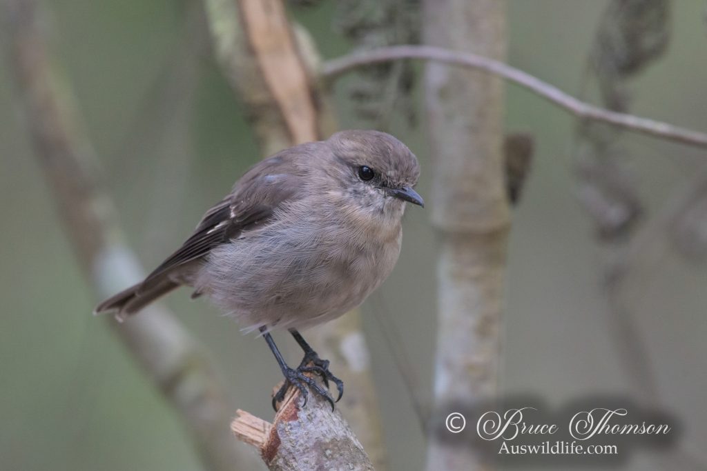 Dusky Robin