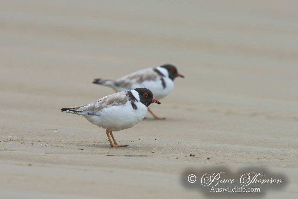 Hooded Plover