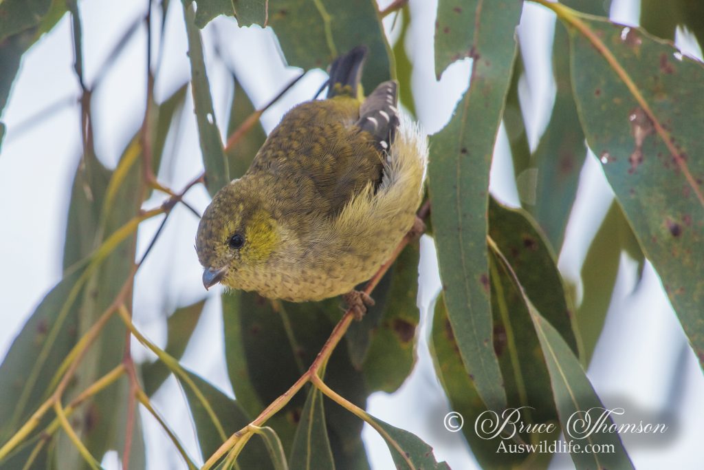 Forty-spotted Pardalote