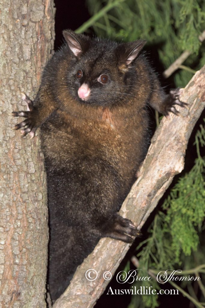 Common Brushtail Possum (Tasmanian), Trichosurus vulpecula