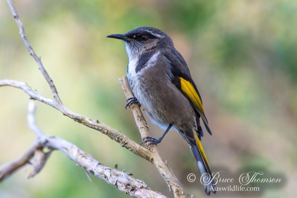 Crescent Honeyeater
