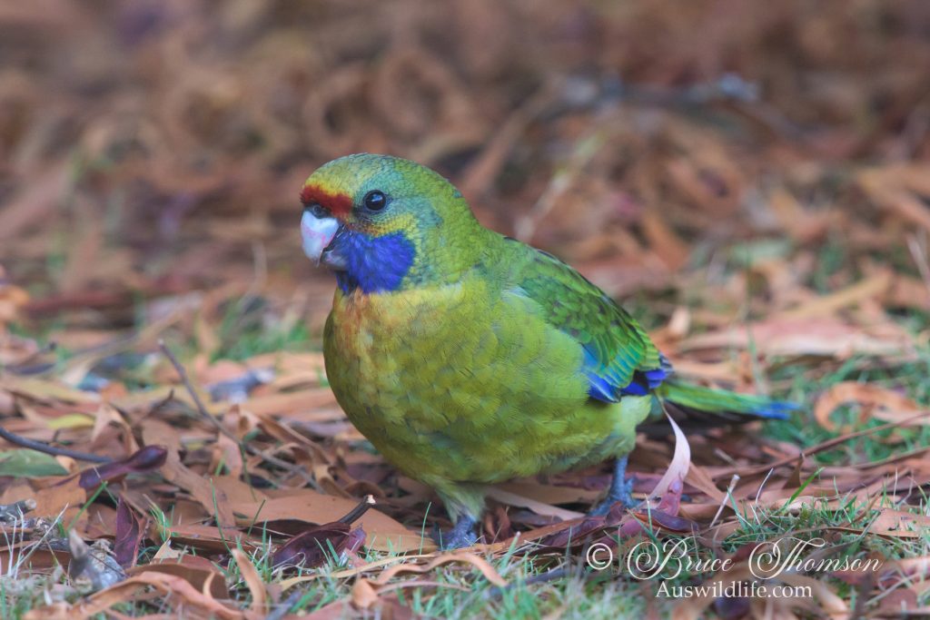 Green Rosella