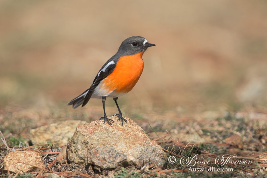 Flame Robin