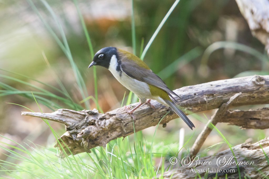 Black-headed Honeyeater
