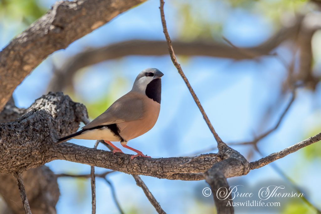 Black-throated Finch (northern)