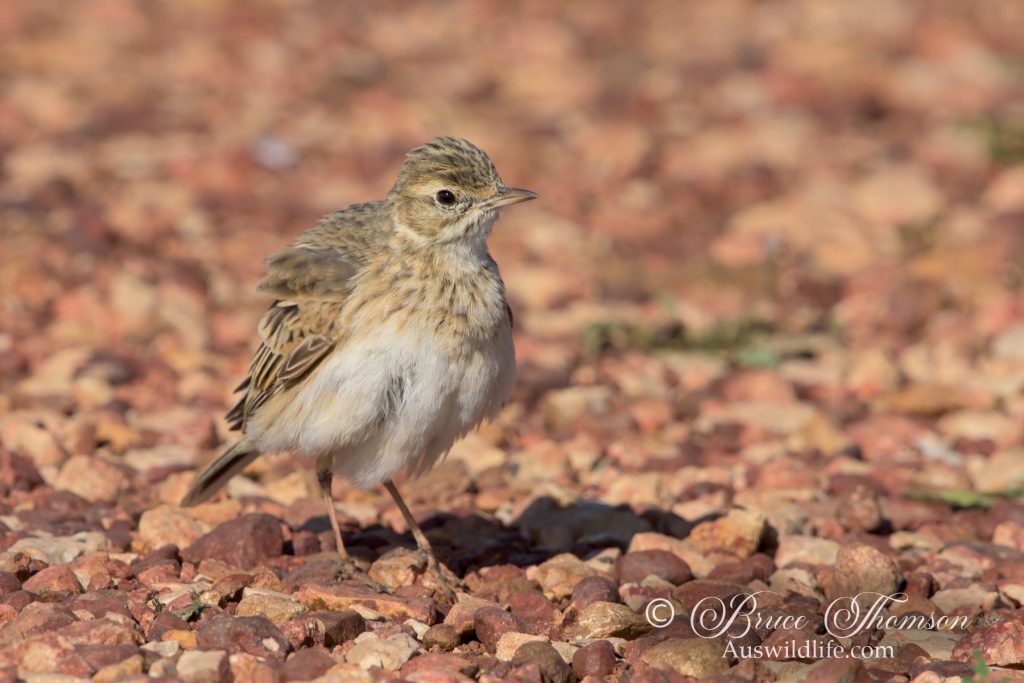 Richard's Pipit