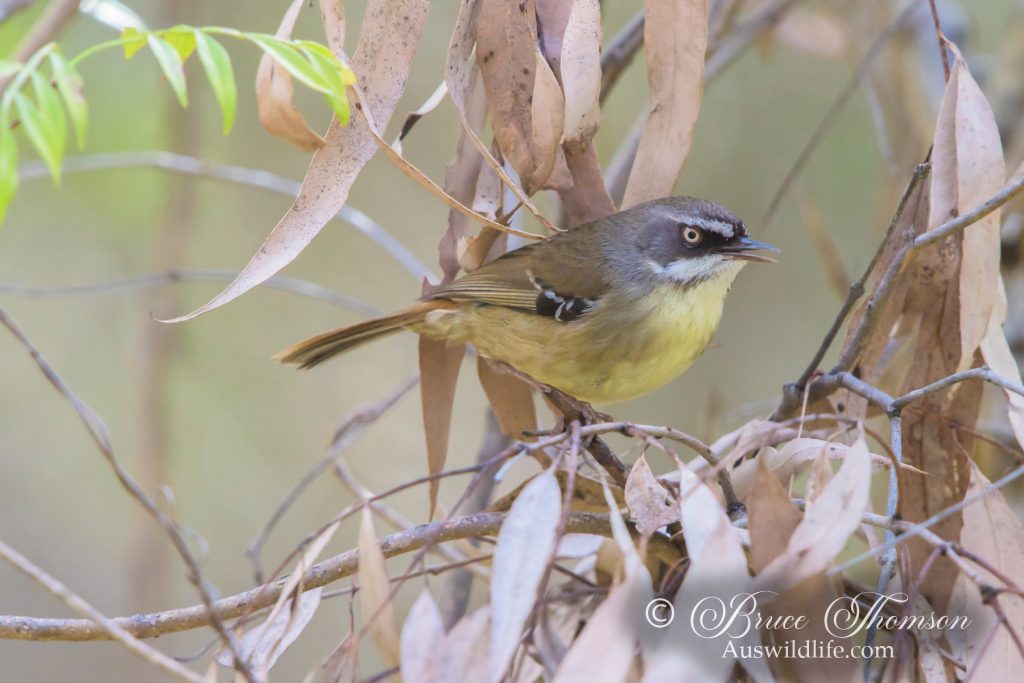 White-browed Scrubwren