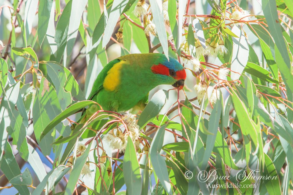 Musk Lorikeet