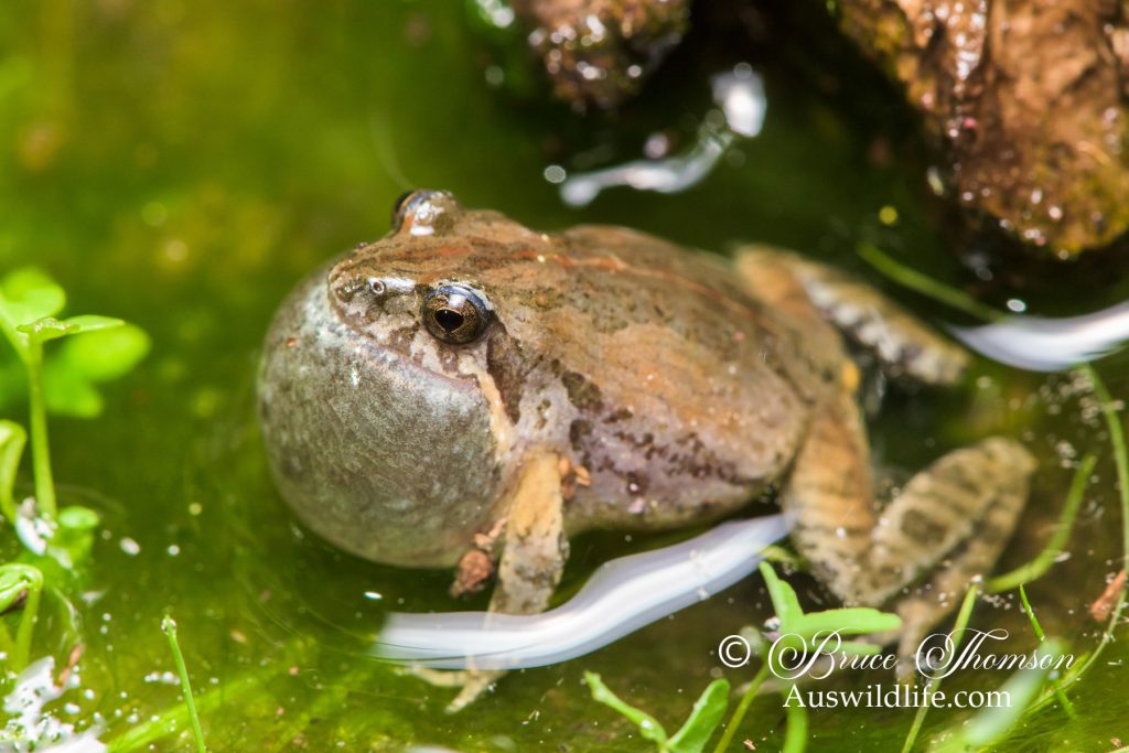 Common Eastern Froglet (Crinia signifera)