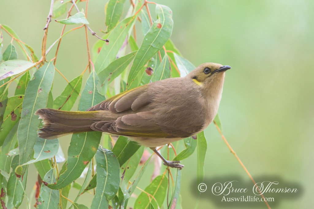 Fuscous Honeyeater