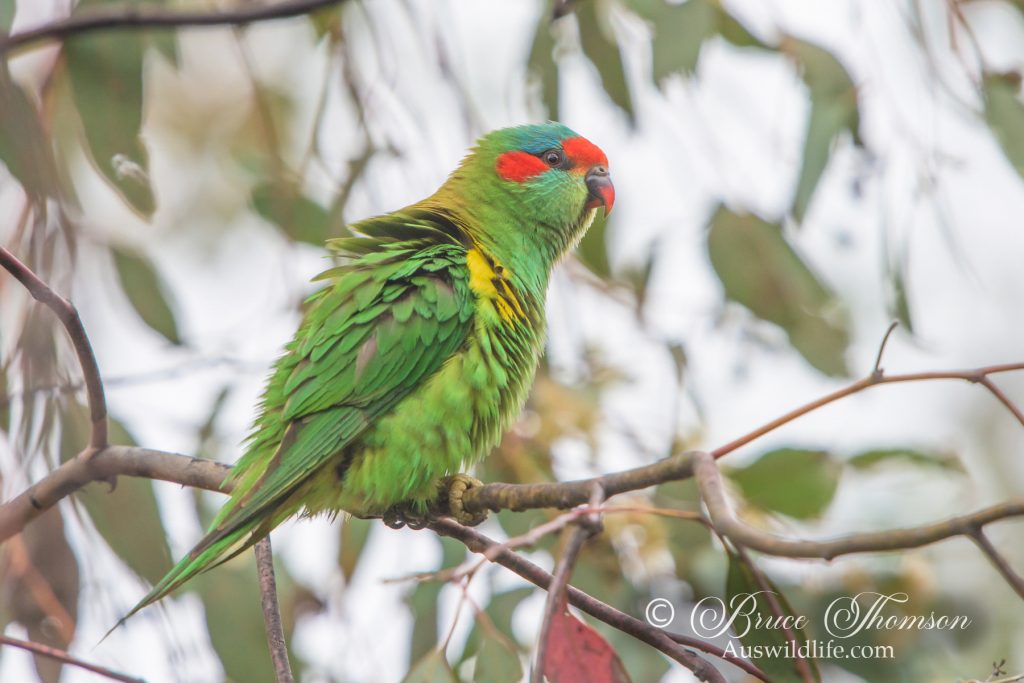 Musk Lorikeet