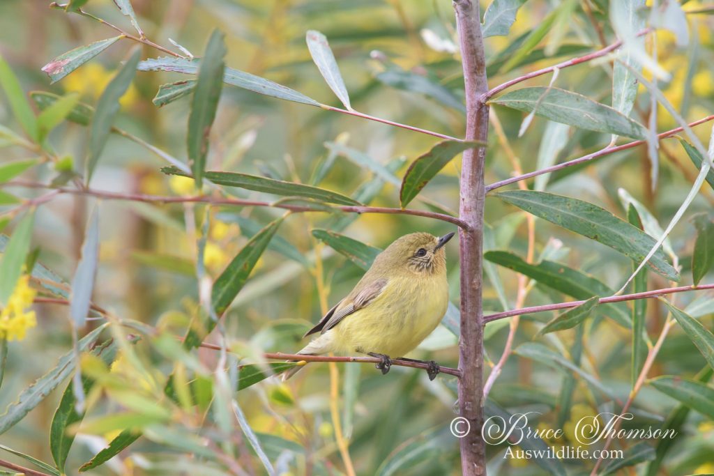 Yellow Thornbill