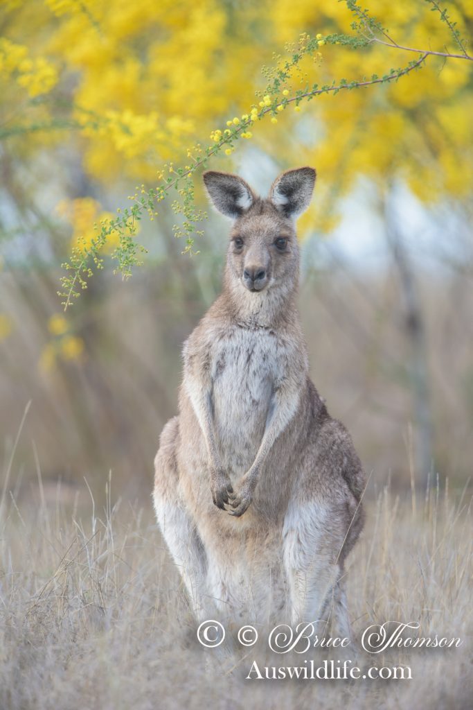 Eastern Grey Kangaroo, Macropus giganteus