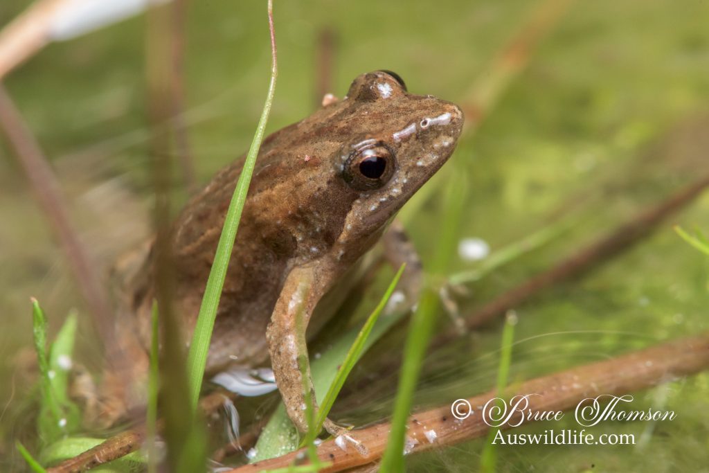 Eastern Sign-bearing Froglet (Crinia parinsignifera)