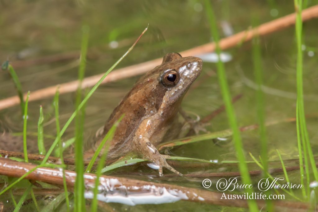 Eastern Sign-bearing Froglet (Crinia parinsignifera)