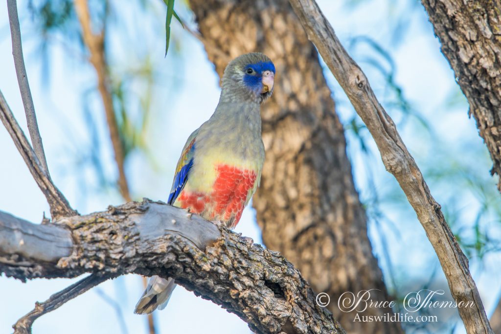 Blue Bonnet Parrot