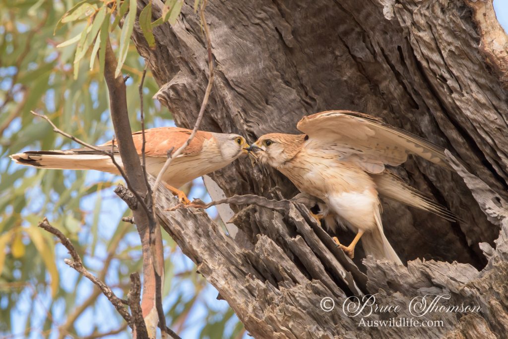 Nankeen Kestrels at nest