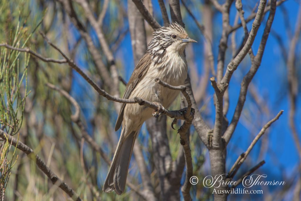 Striped Honeyeater