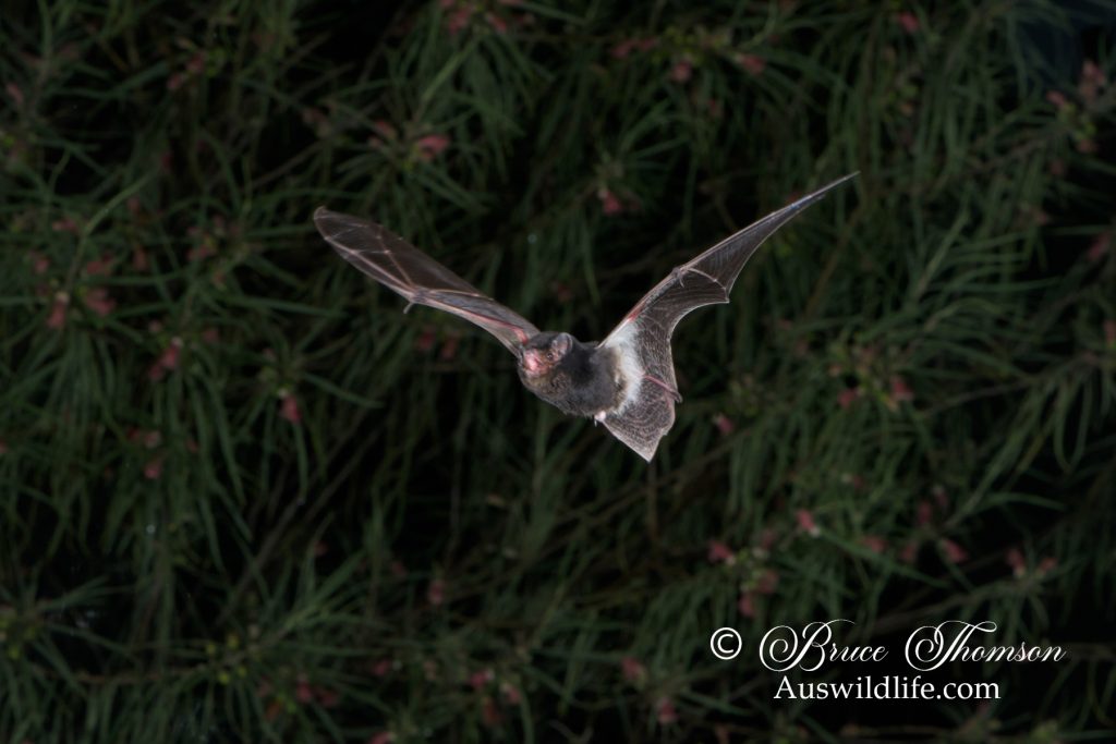 Little Pied Bat, Chalinolobus picatus