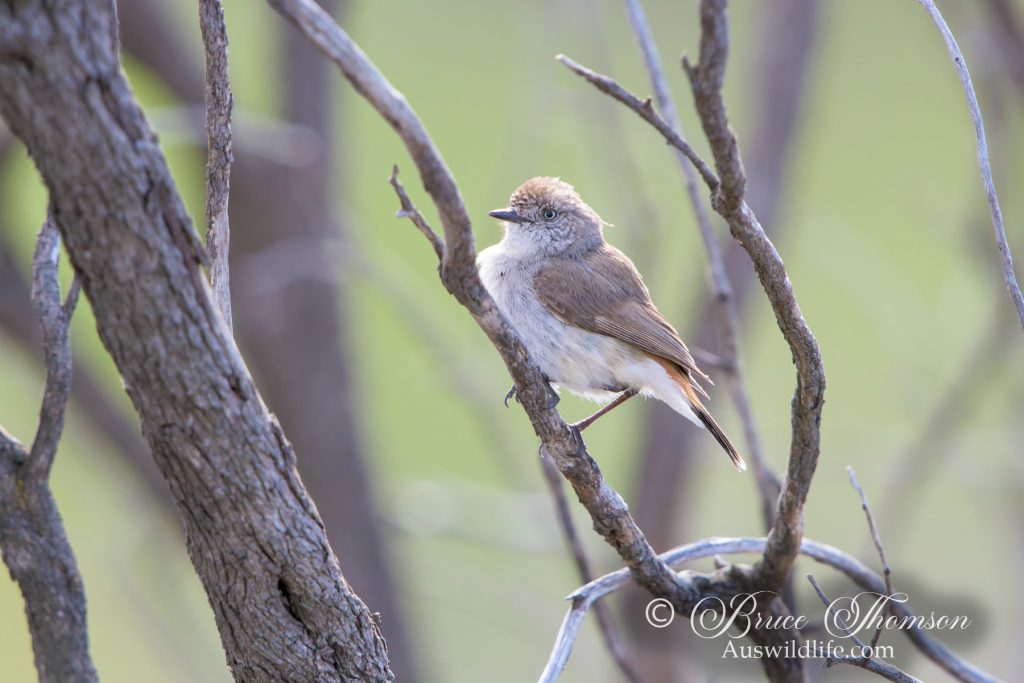 Chestnut-rumped Thornbill