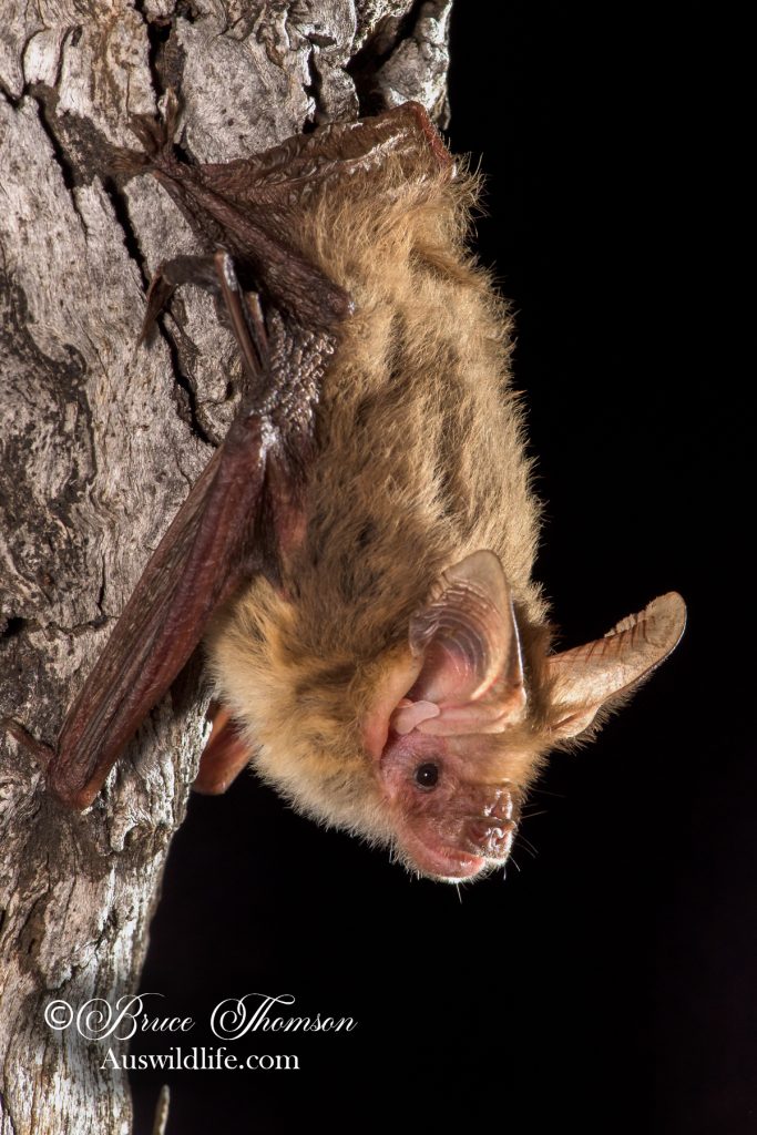 Corben's Long-eared Bat (Nyctophilus corbeni)