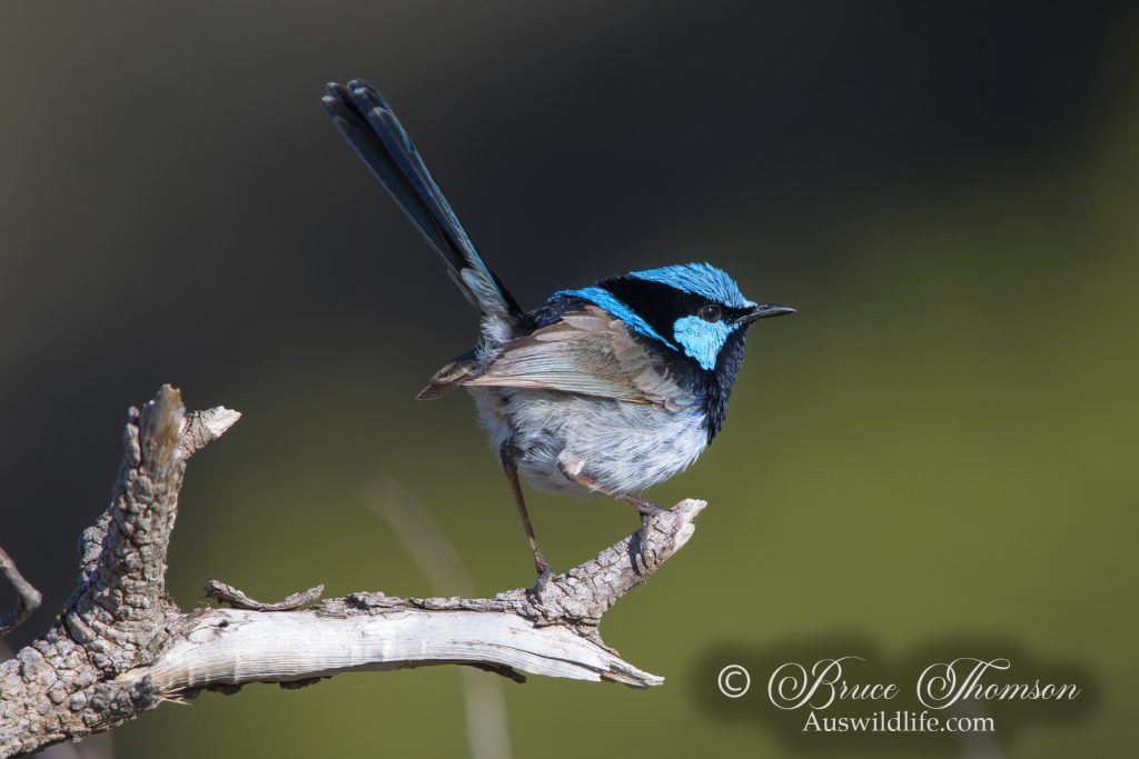 Superb Fairy-wren