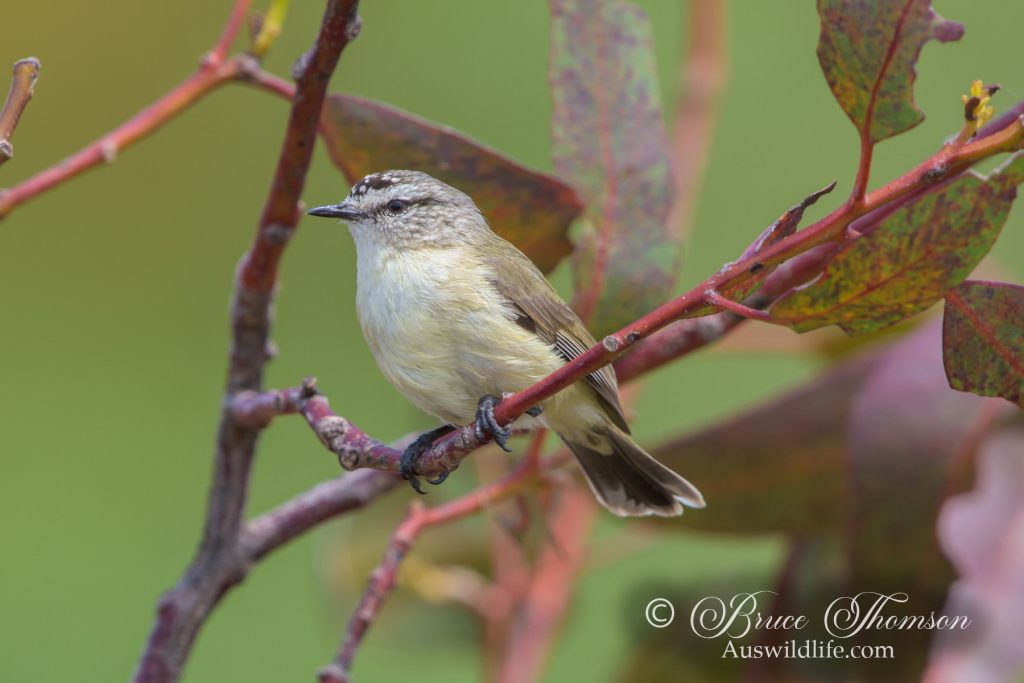 Yellow-rumped Thornbill