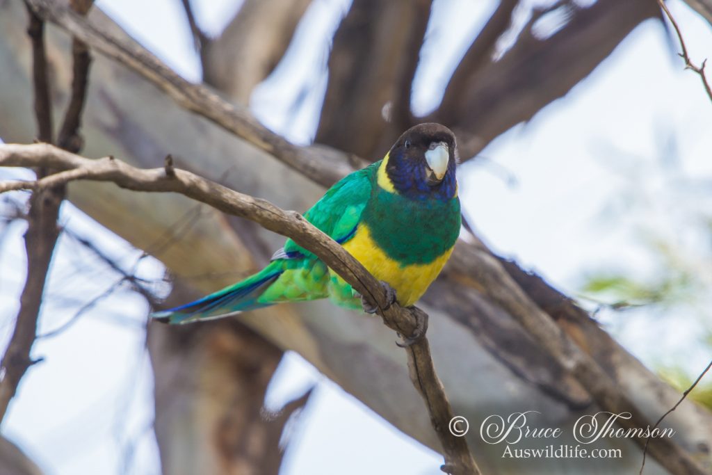 Port Lincoln Parrot (Mallee Ringneck)