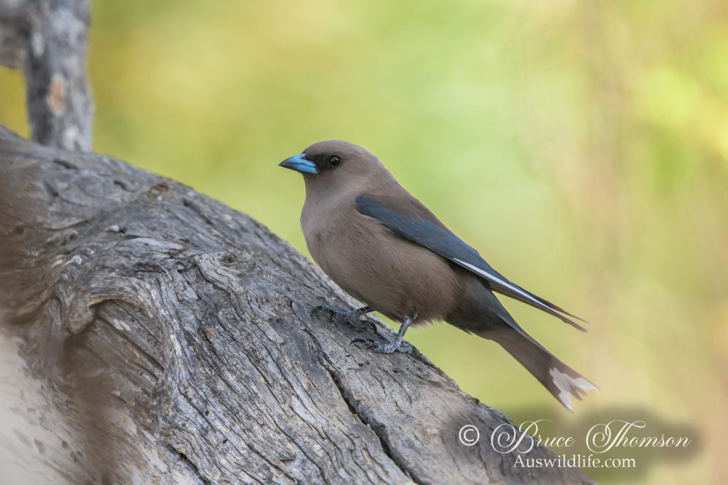 Dusky Woodswallow
