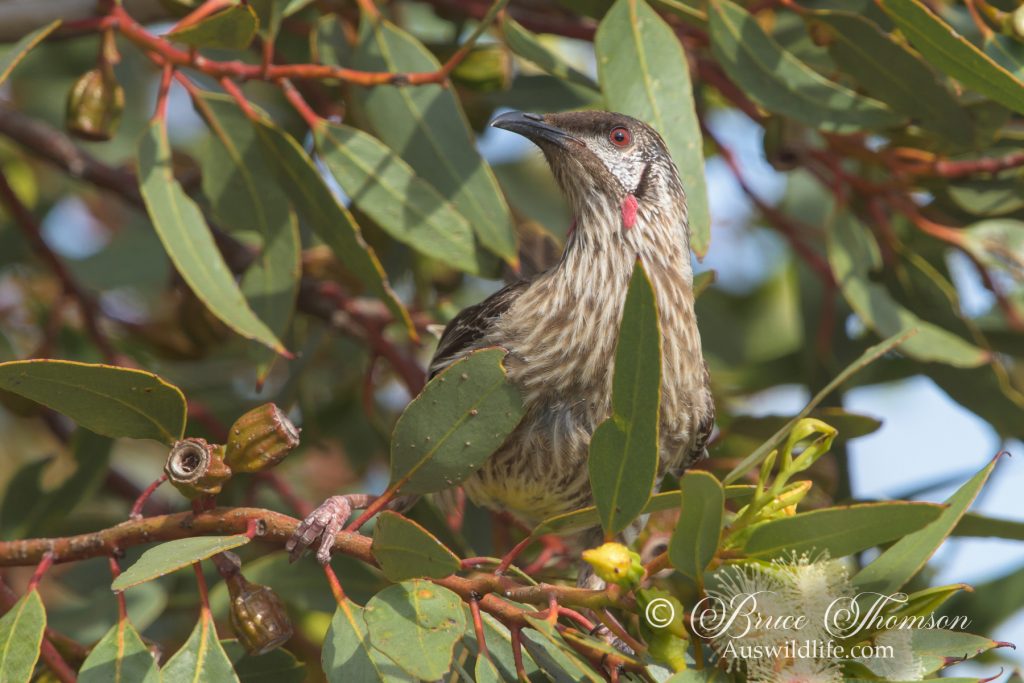 Red Wattlebird