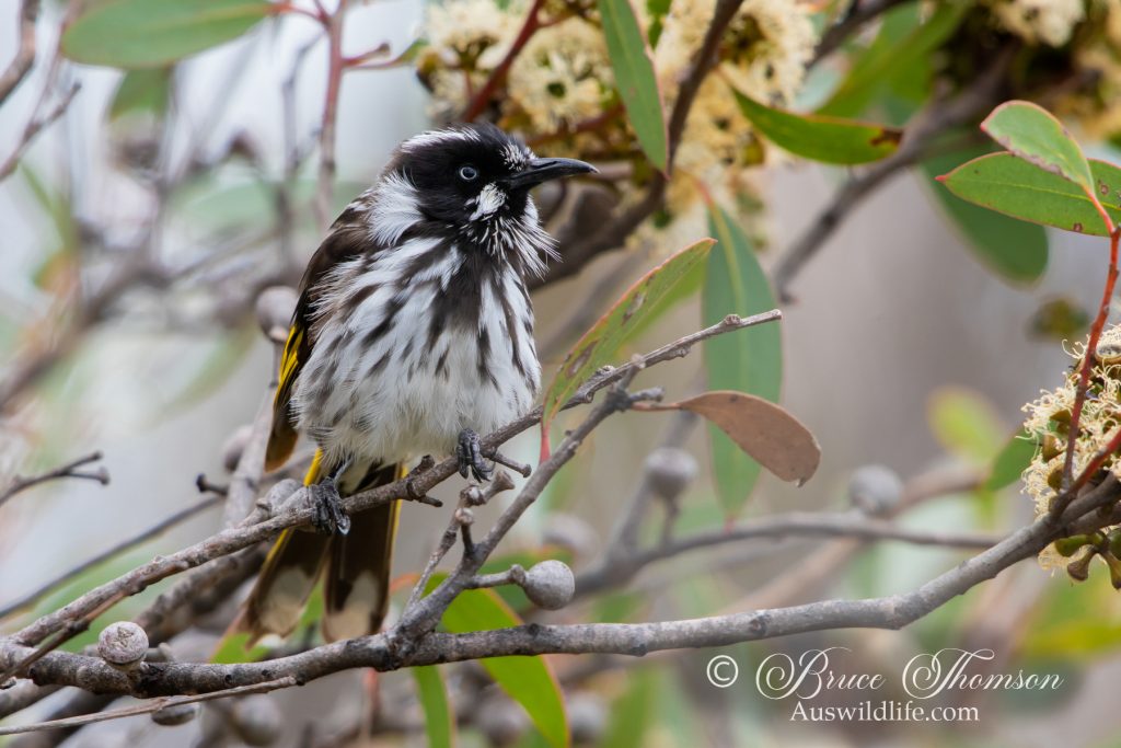 New Holland Honeyeater