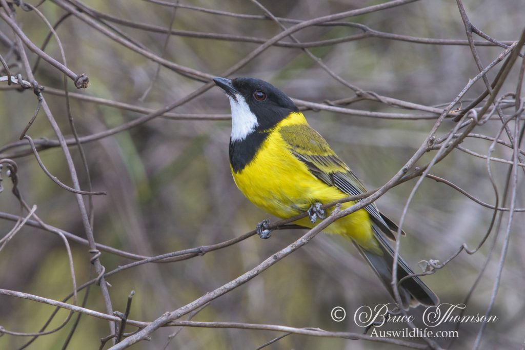 Golden Whistler (male)