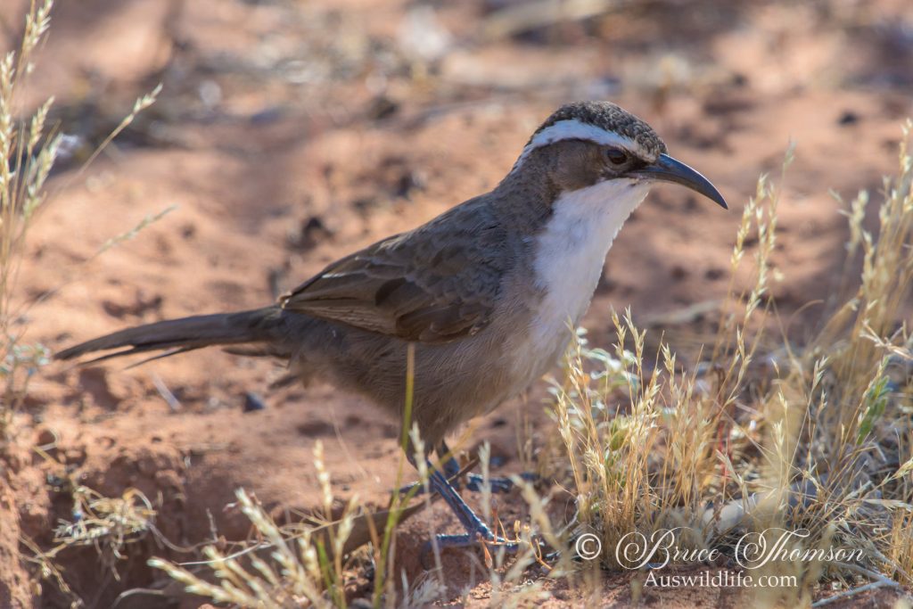 White-browed Babbler
