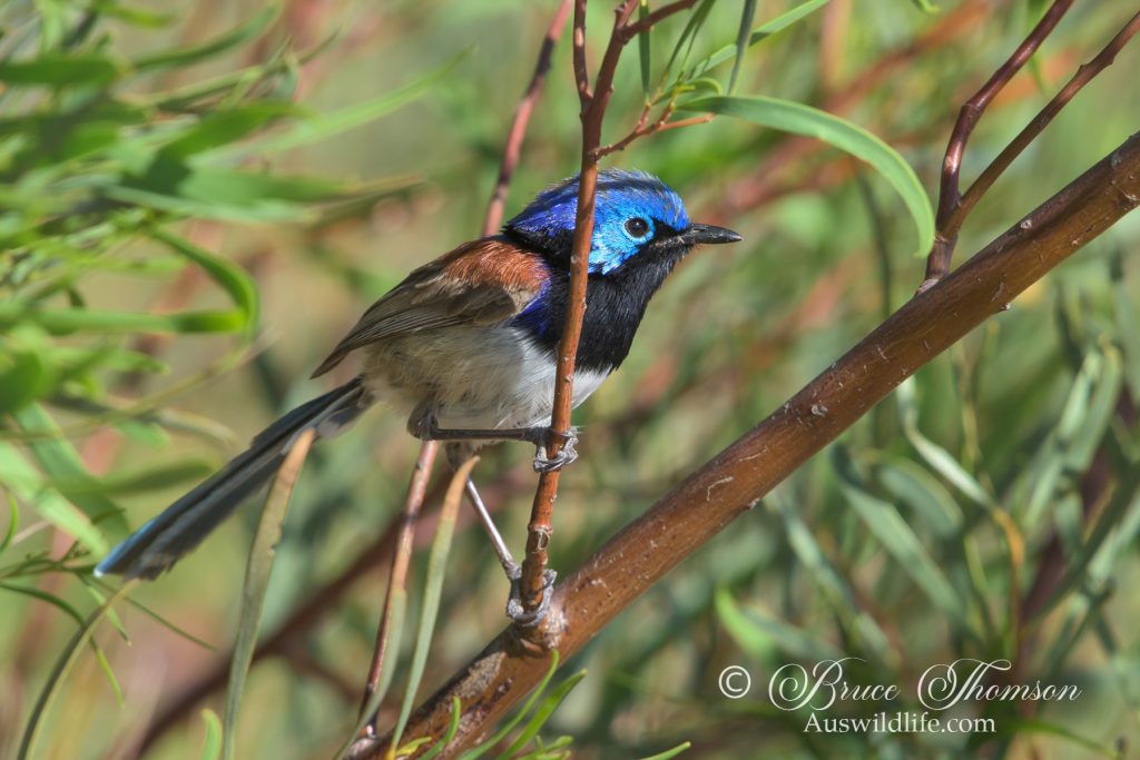 Purple-crowned Lorikeet