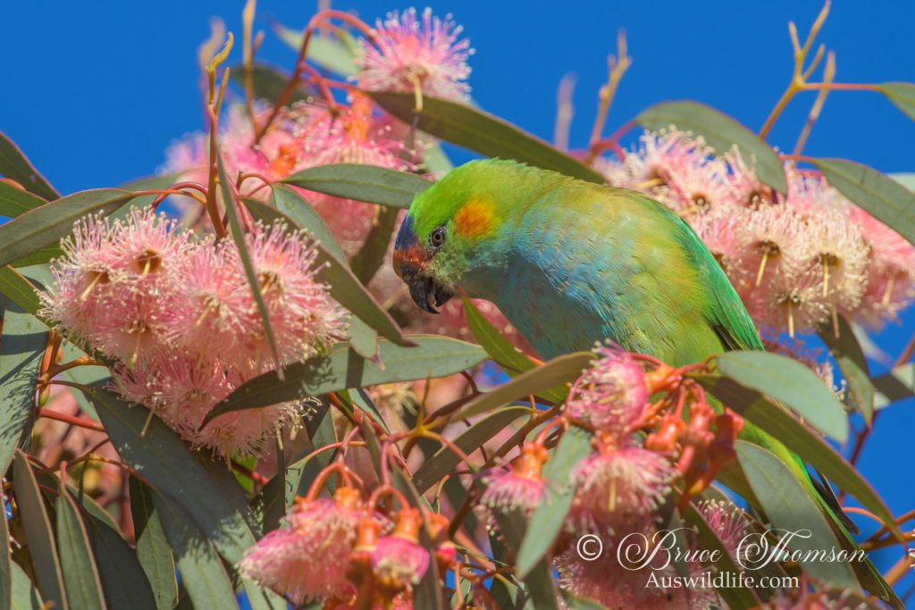 Purple-crowned Lorikeet