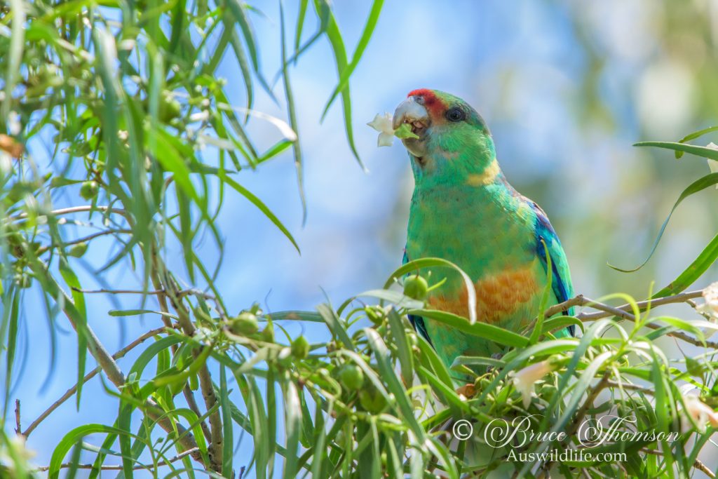 Mallee Ringneck Parrot