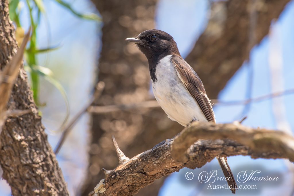 Hooded Robin