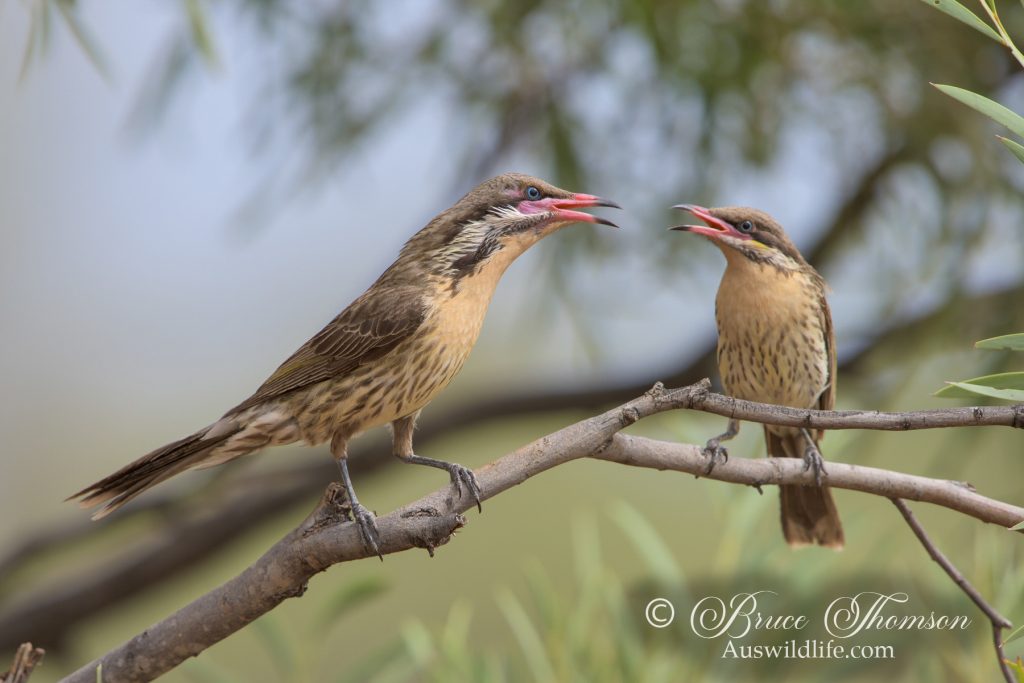 Spiny-cheeked Honeyeater