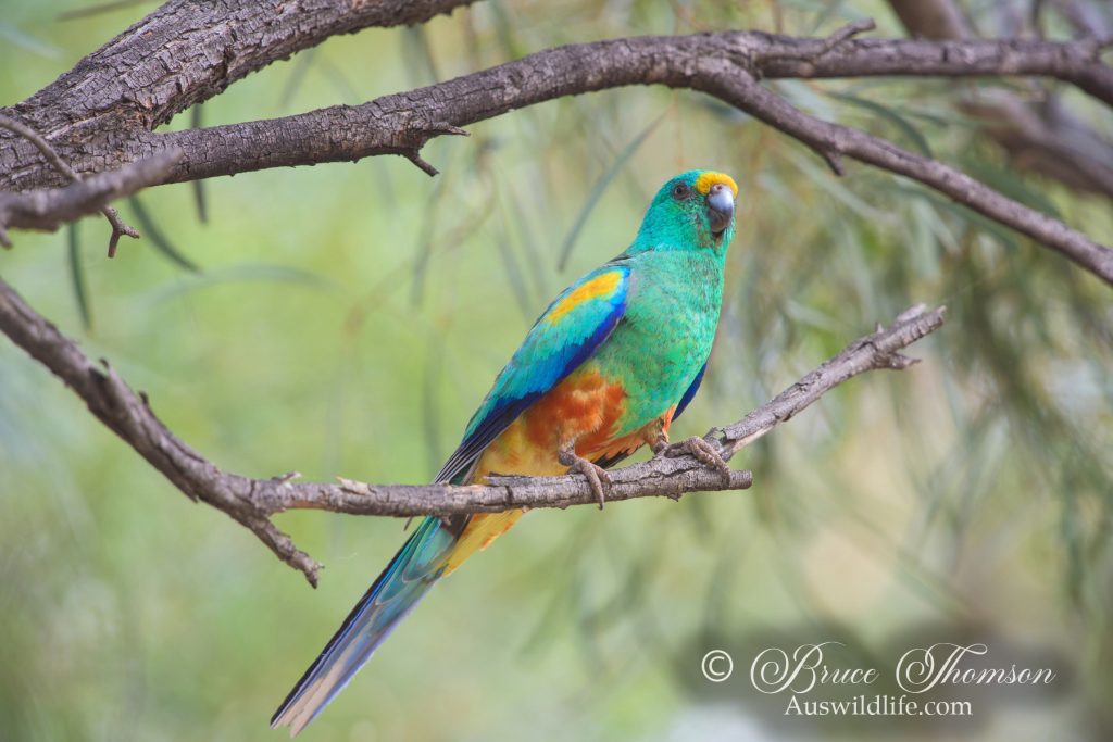 Mulga Parrot