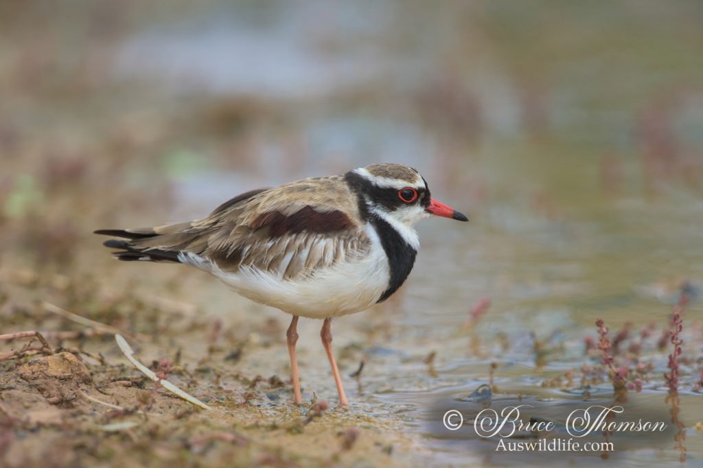 Black-fronted Dotterel