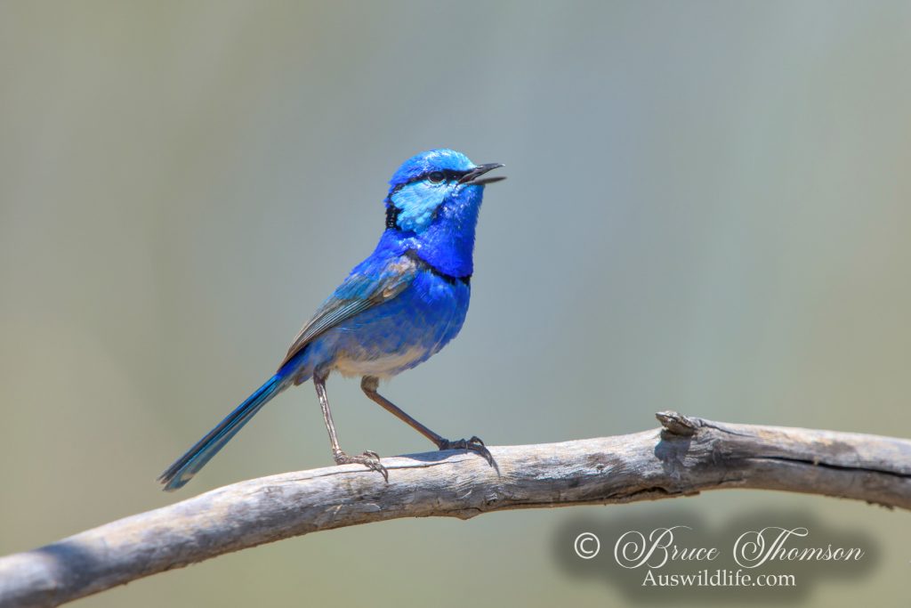 Splendid Fairy-wren (male)