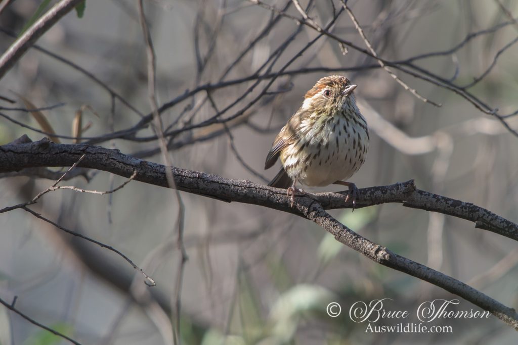 Speckled Warbler