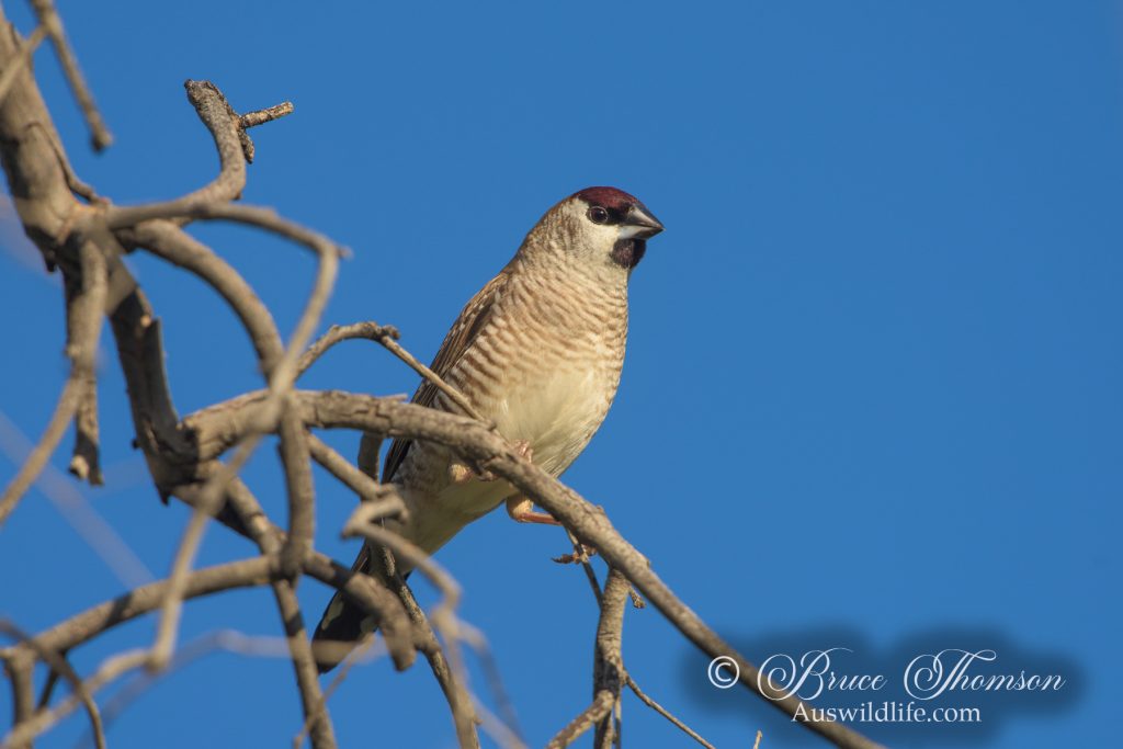 Plum-headed Finch (male)