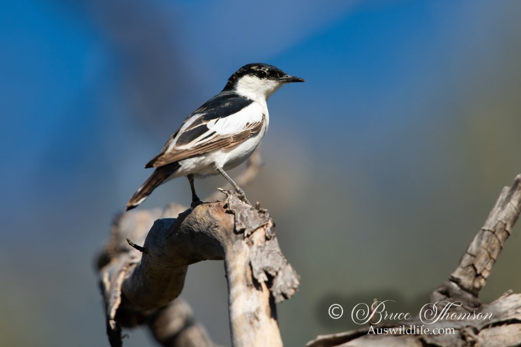 White-winged Triller (male)