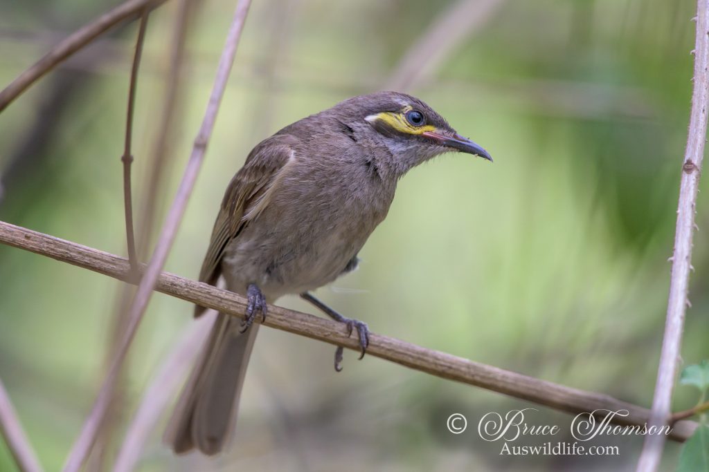 Yellow-faced Honeyeater