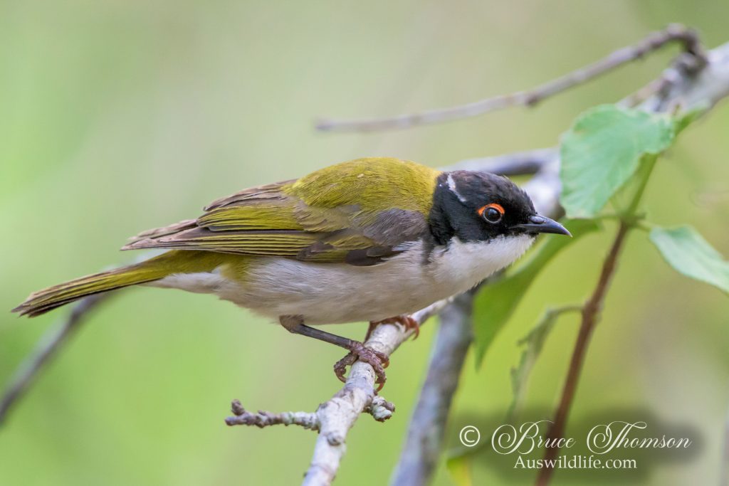 White-naped Honeyeater