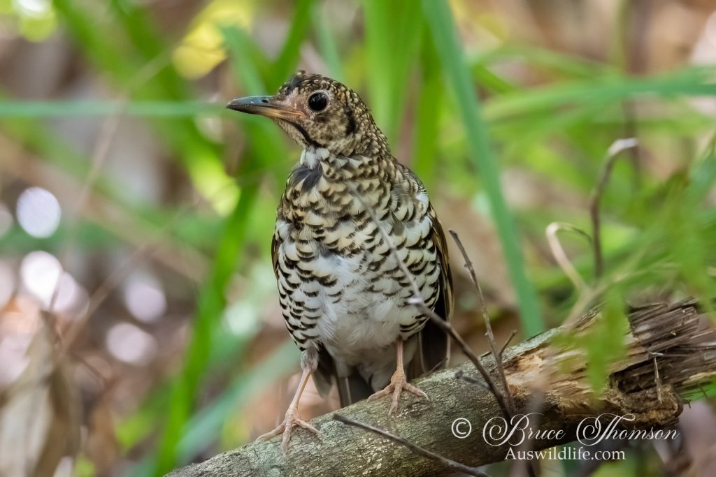 Bassian Thrush