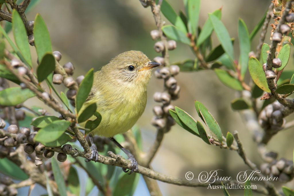 Yellow Thornbill